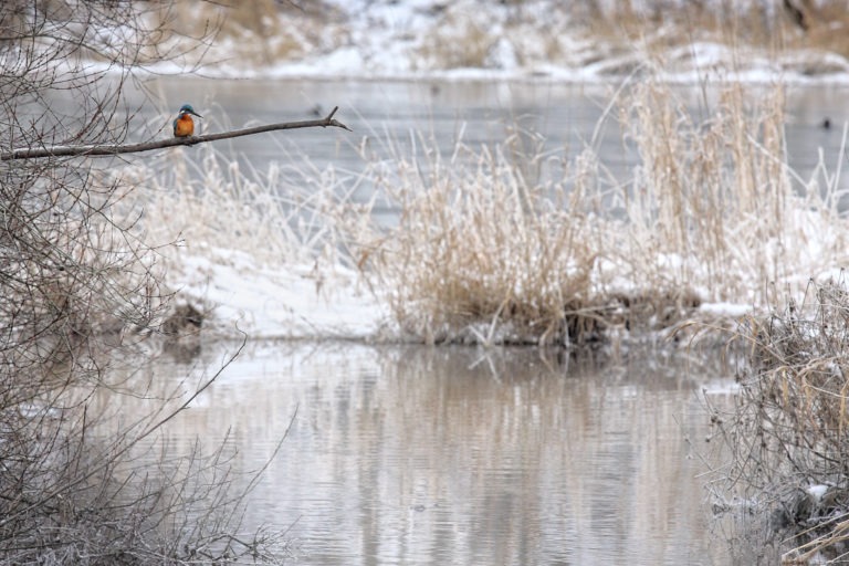 Ein Eisvogel auf Beutejagd im Nationalpark (Foto: Matze Möller)