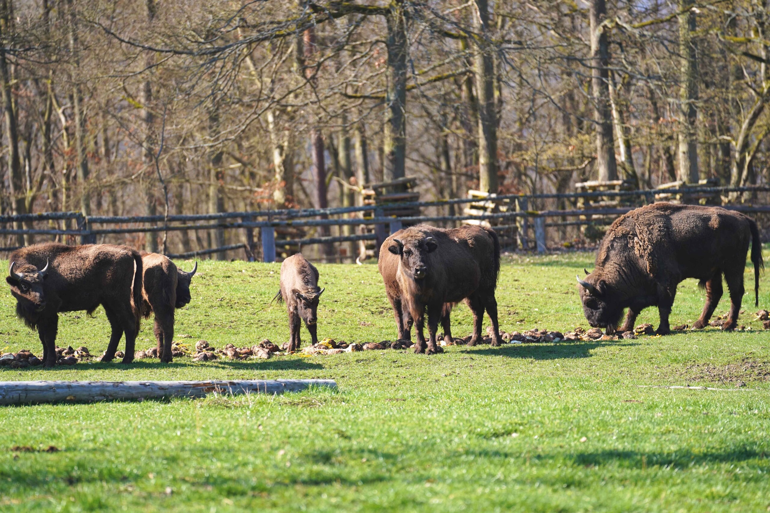 wildtierpark edersee am bericher holz edertal
