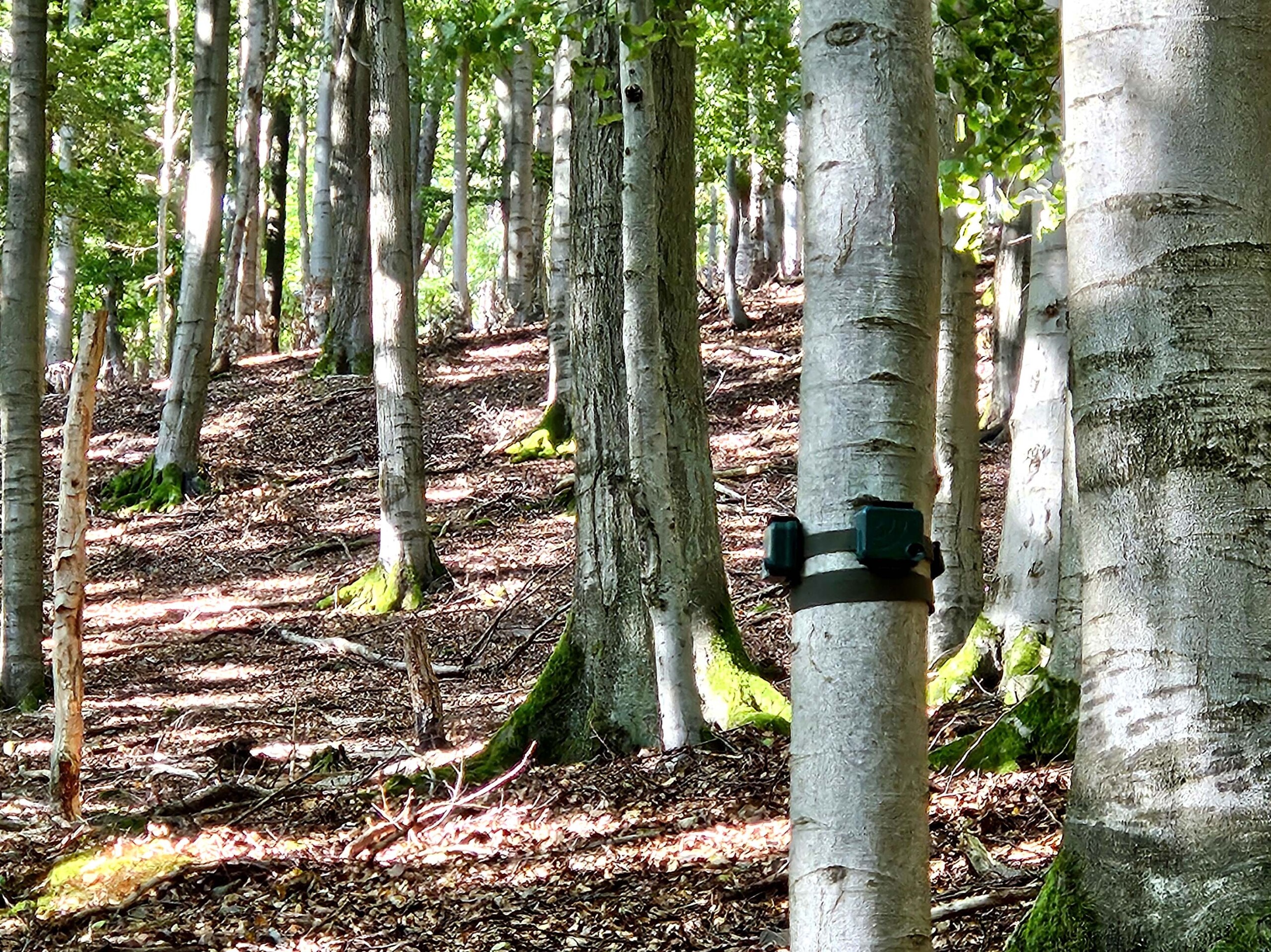 Featured image for “Schutzgebiete setzen auf Künstliche Intelligenz für Arten- und Klimaschutz Nationalpark Kellerwald-Edersee ist Partner im bundesweiten Projekt „KI-Nationalpark“”