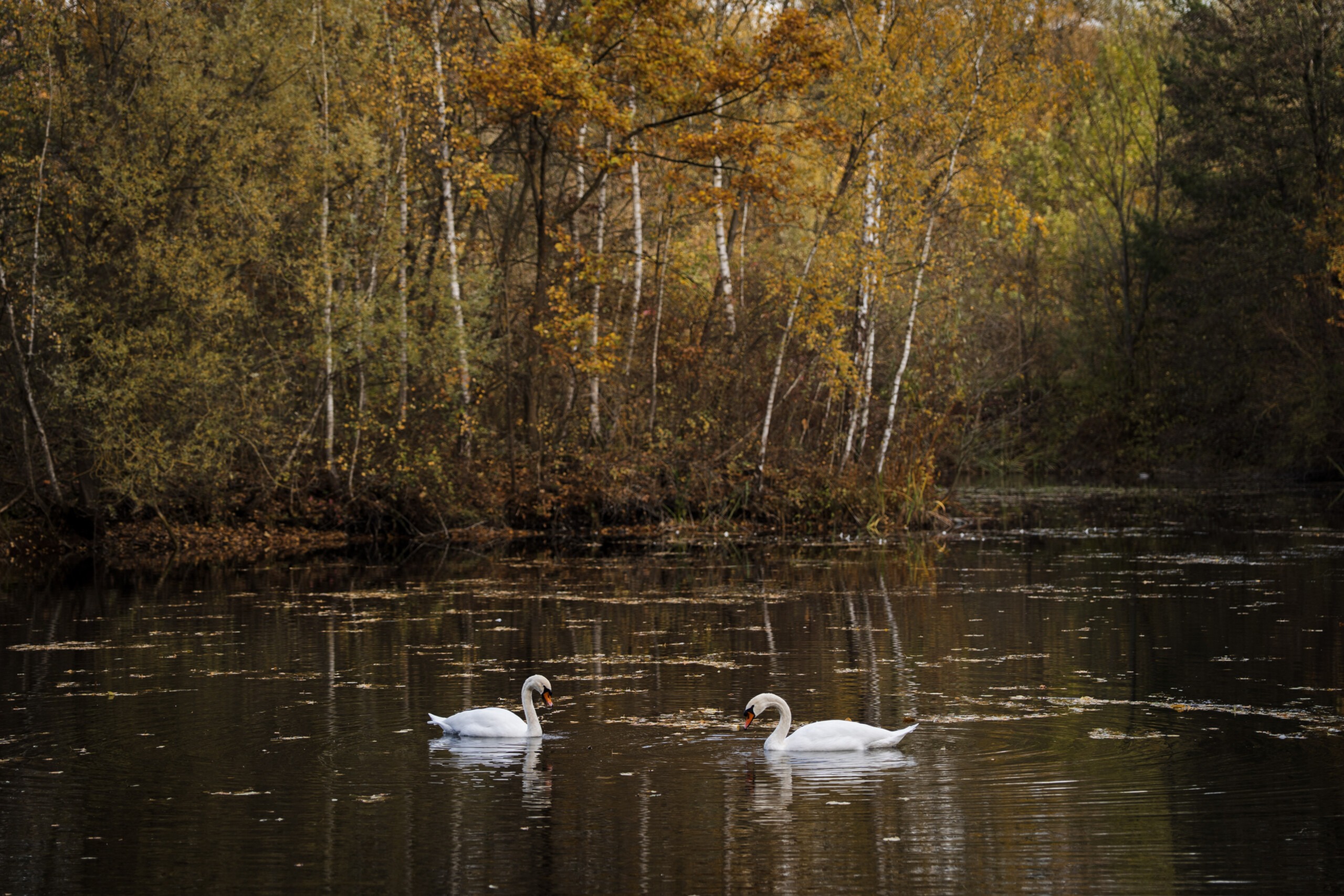 Featured image for “Vogelgrippe bestätigt: Landkreis erlässt Allgemeinverfügung”