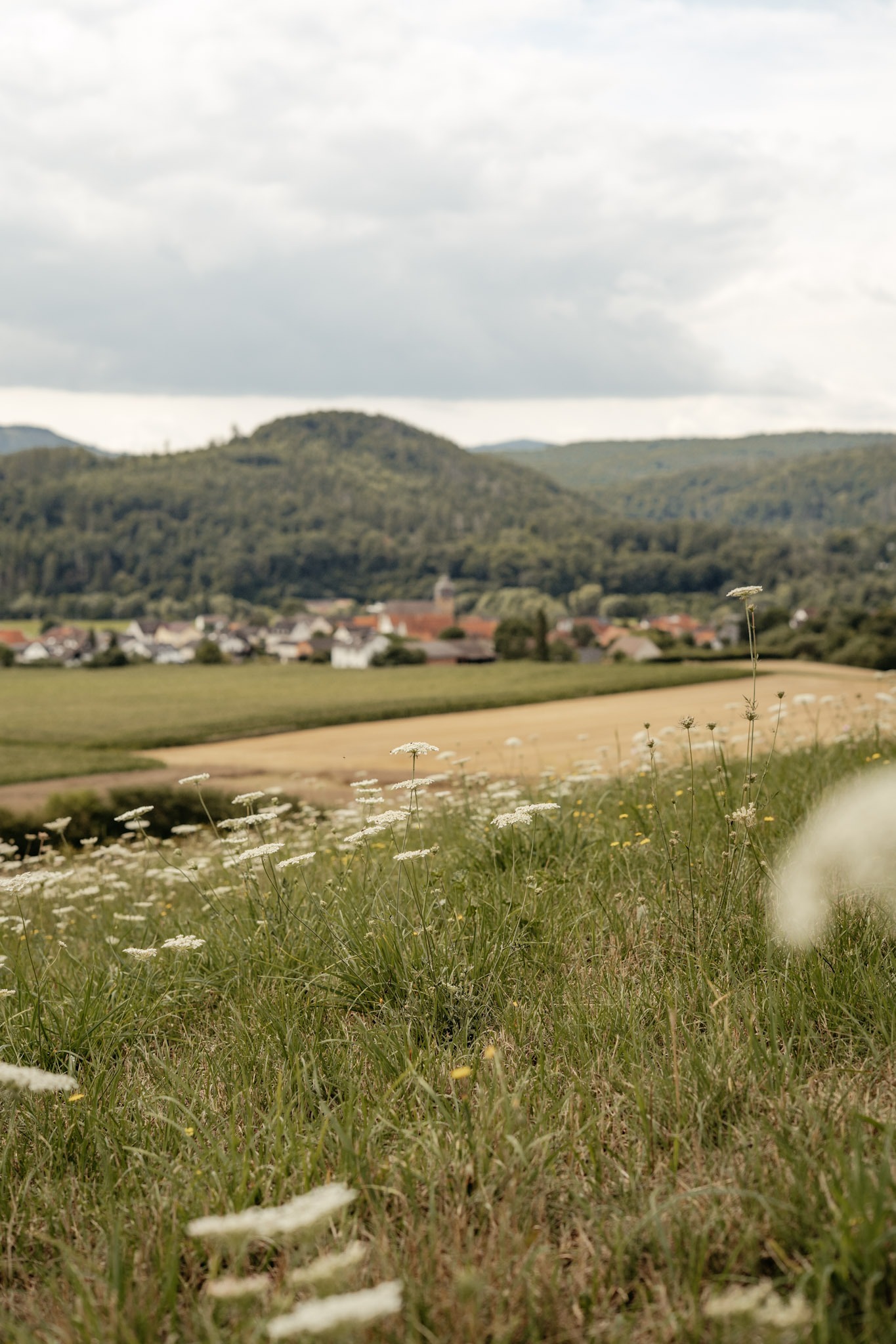 Featured image for “Edertal erhält Förderbescheid für naturnahen Klimaschutz: 1,011 Mio. Euro aus KfW‑Programm 444”