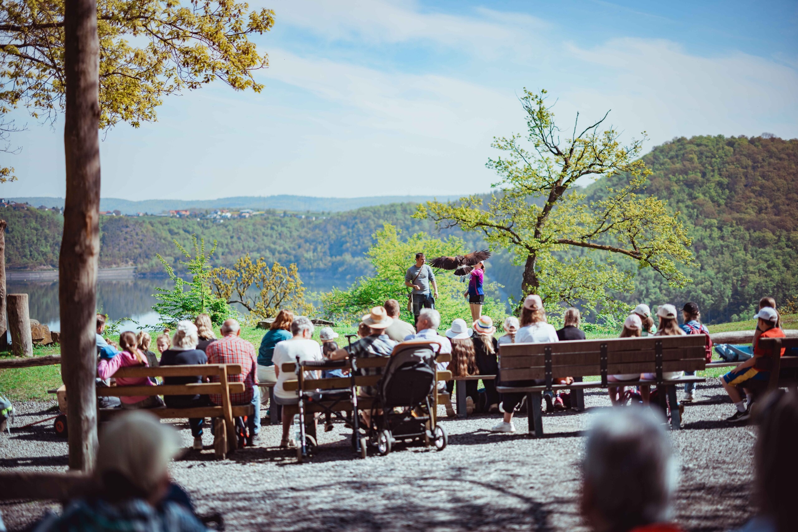 Featured image for “Nationalpark startet in die Sommersaison Längere Öffnungszeiten – Flugschau der Greifenwarte – Osteraktion im WildtierPark Edersee”