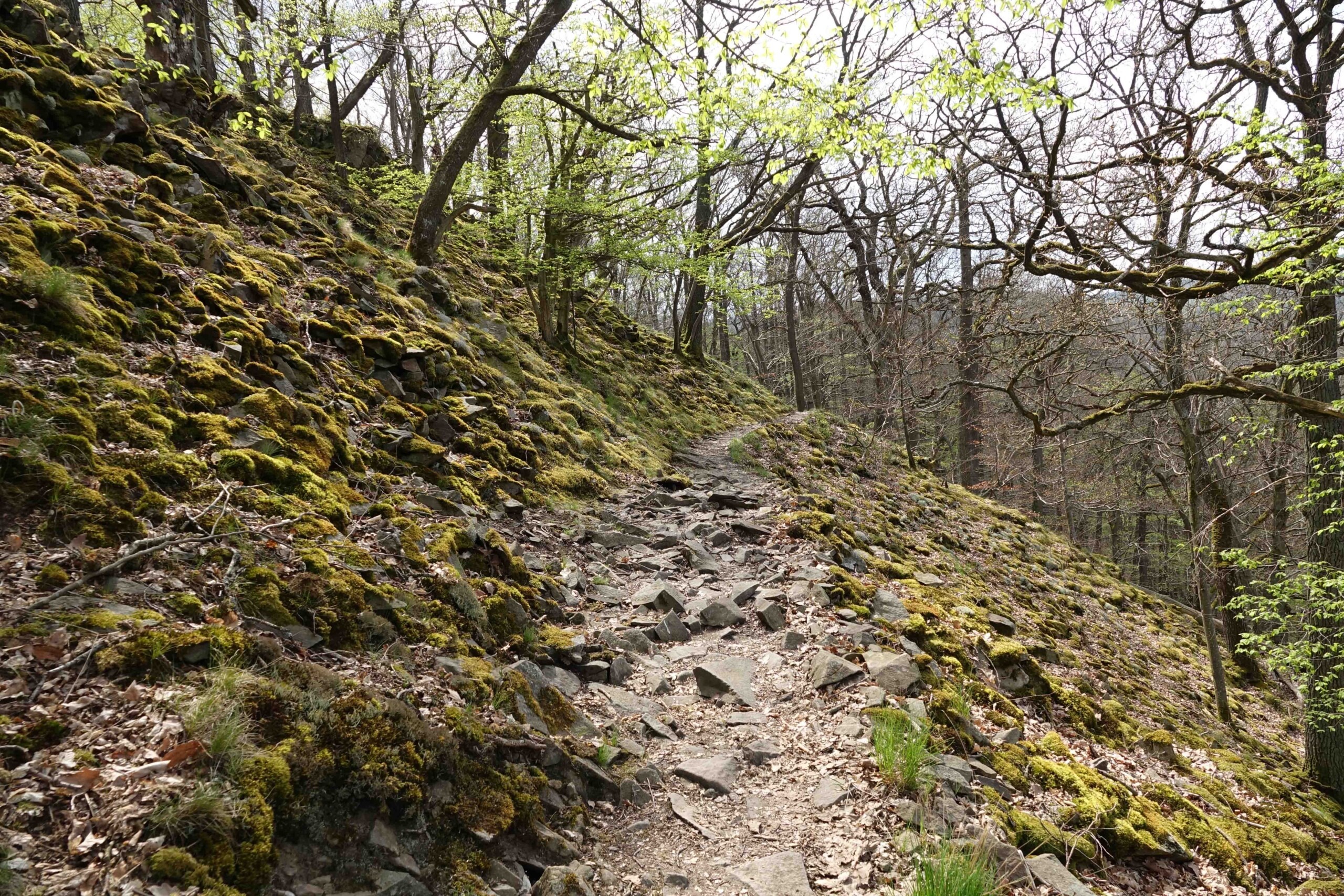 Featured image for “Frühlingserwachen im Nationalpark – Wandererlebnis auf dem Urwaldsteig Edersee und Auftakt zum Themenjahr Natur & Gesundheit”
