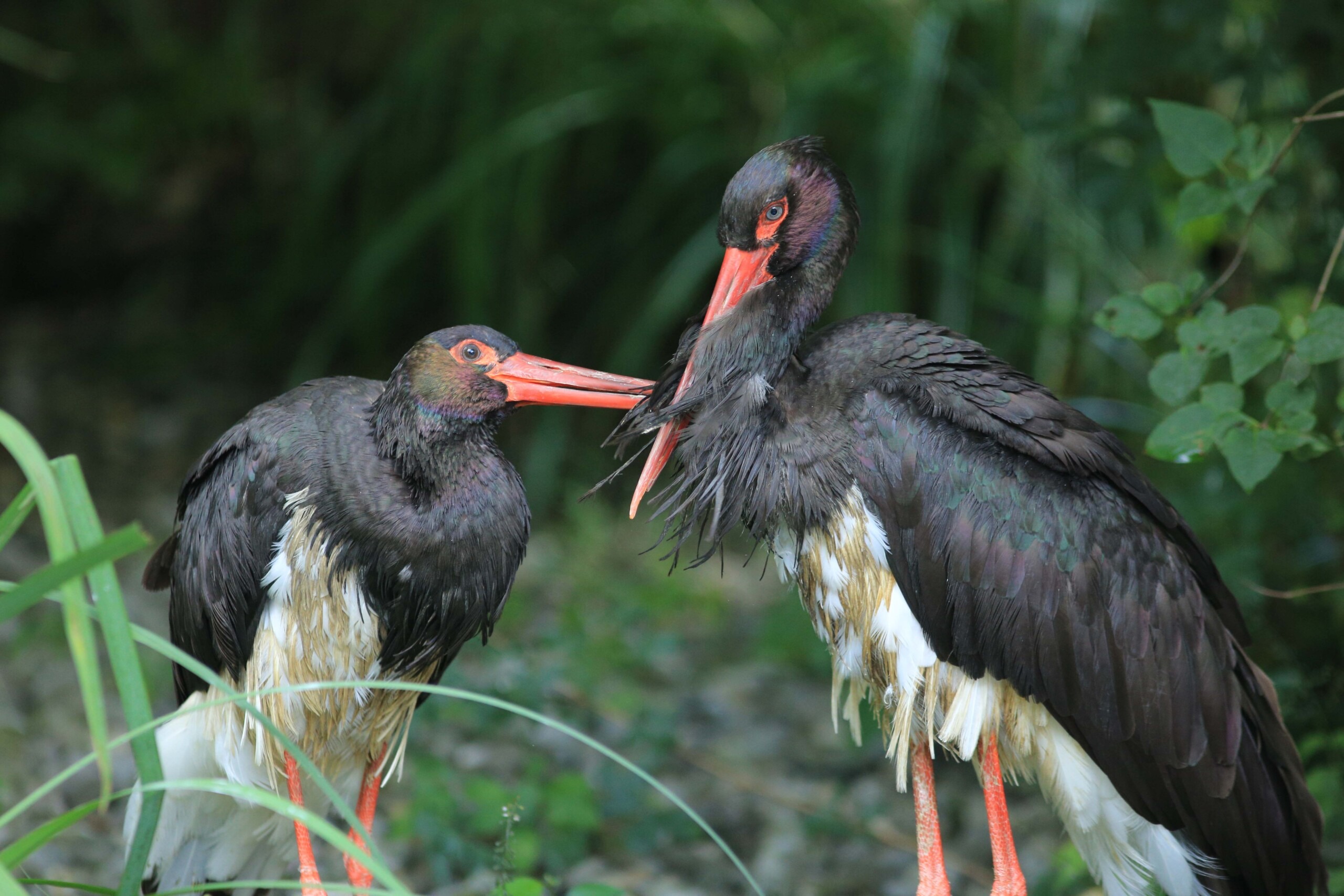 Featured image for “Seltene Einblicke in das Leben des Schwarzstorchs zum Tag des Baumes”