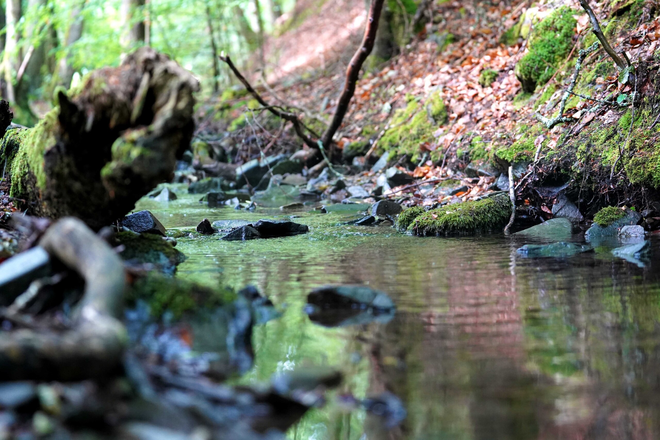 Featured image for “Mit Bahnbonus punkten lebendige Bachläufe im Nationalpark fördern”