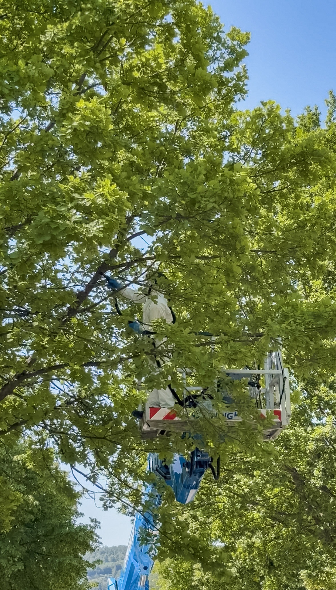 Featured image for “Nationalparkgemeinde Edertal täglich im Einsatz gegen den Eichenprozessionsspinner”
