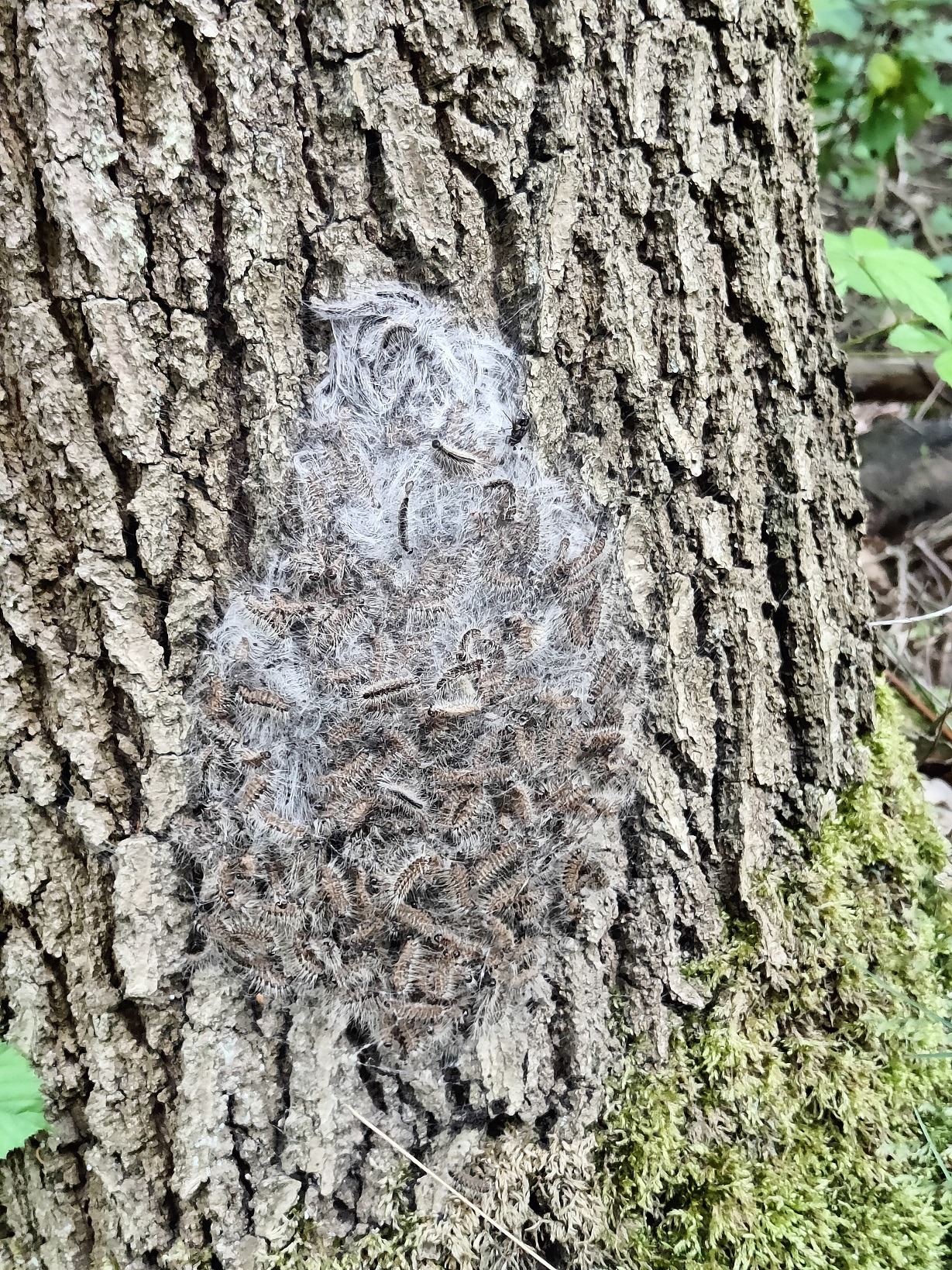 Featured image for “Bewusstesein für die Gefahren im Wald bei Erholungssuchenden schaffen”